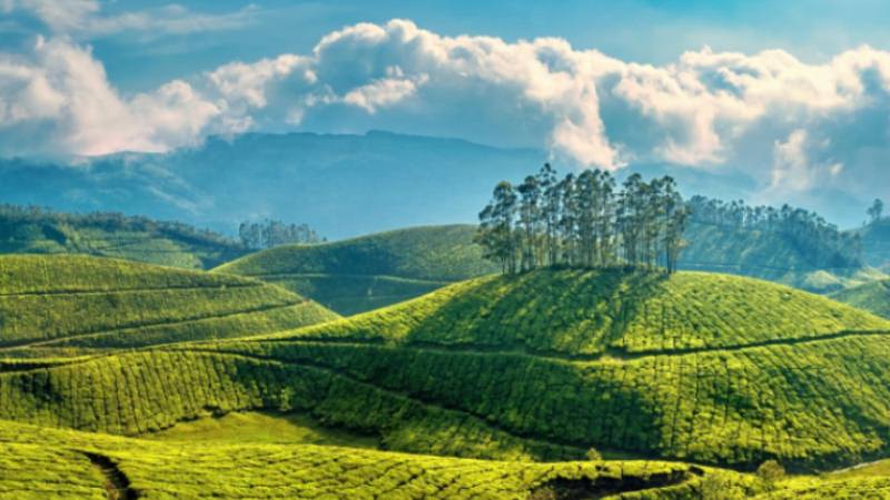 Munnar Tour Visit to The Paradise on Earth